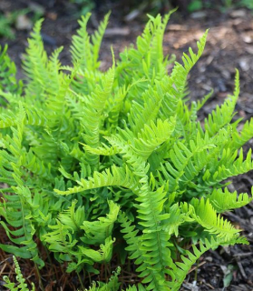 Polypodium vulgare